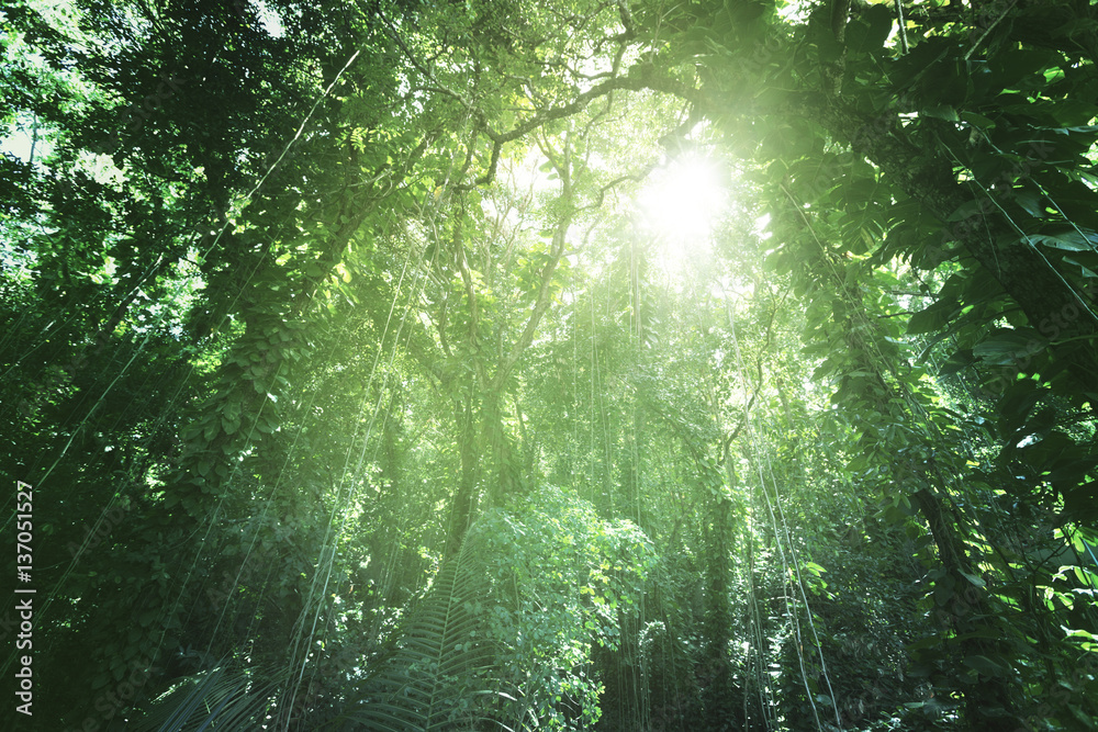 Canvas Prints jungle of la digue island, seychelles