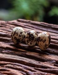 Quail eggs