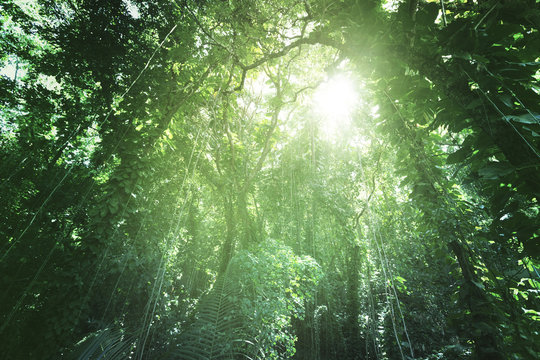 Fototapeta Jungle of La Digue island, Seychelles