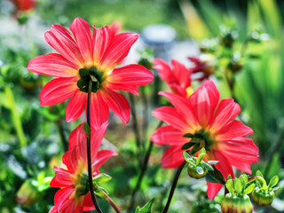 Red summer dahlias