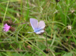 Polyommatus icarus