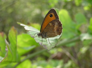 erebia eathiops