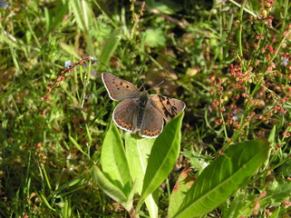 lycaena alciphron