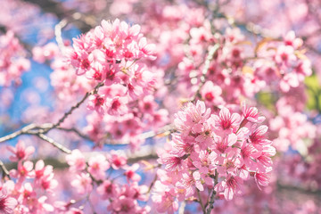 Fototapeta na wymiar Cherry Blossom trees in spring, The wild himalayan cherry