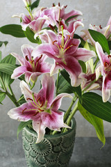 Pink and red lily flowers.