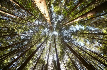 Afwasbaar Fotobehang Bomen View of pine forest upward