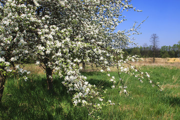 Apple blossom in spring orchard