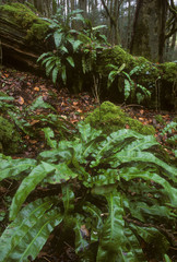 Mother in Law's tongues Ferns Devon