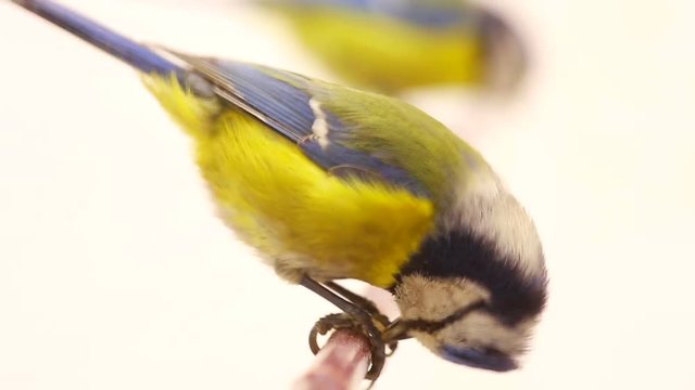 Eurasian Blue Tit (Cyanistes caeruleus) pecks to a sunflower seed isolations on a white  screen