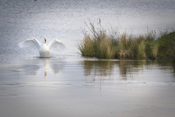 Fototapeta na wymiar Elegant white swan spreading his wings with lovely reflection on the icy water