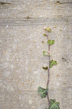 Small ivy plant showing it's will to live growing up a beech tree
