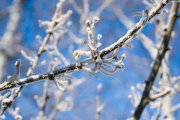 Herbaceous plant in winter in frost