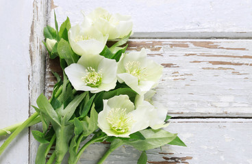 Hellebore flowers (helleborus orientalis) on wood