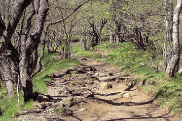 Wilder Pfad ins Vallèe de Chaudefour, Bild 3, Vulkanauvergne