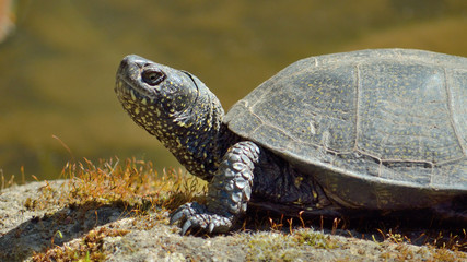 Obraz premium Kleine Schildkröte im Garten