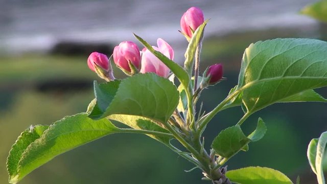 Apfelblütenknospen (Golden Delicious) bewegen sich im Wind  - Nahaufnahme