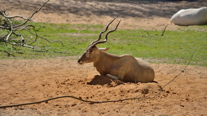 Antilope in der Sonne