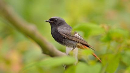 Amsel im Garten