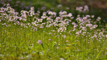 Blumen auf einer Wiese