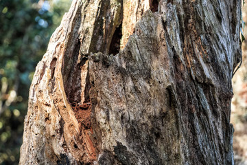 Wooden texture of old tree trunk