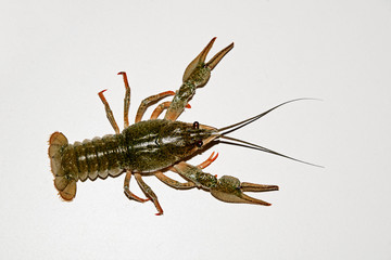 Alive crayfish isolated on white background, live crayfish closeup, fresh crayfish. Cancers to beer, beer snacks, sea crayfish.