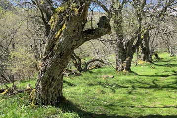 Wetterahorn am wegesrand im Vallèe de Chaudefour, Vulkanauvergne