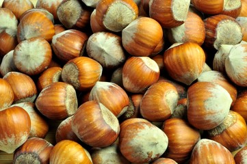 many mature and large hazelnuts