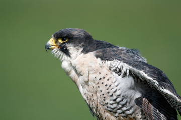 Peregrine Falcon