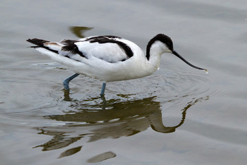 Avocet