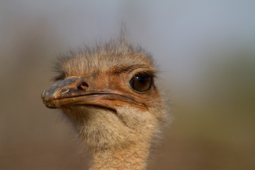 Ostrich, Madikwe Game Reserve