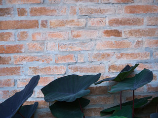 Lotus leaf, brick wall