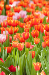 Full bloomed red and pink tulips