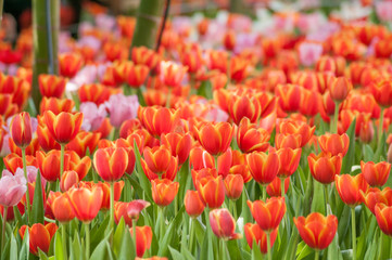 Full bloomed red and pink tulips