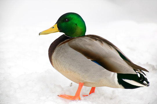 Mallard Duck. Drake