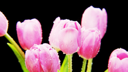 Wet Purple Tulips