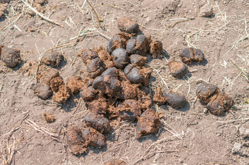 Horse manure on the ground