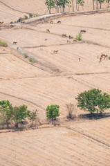 Cows and Oxen on a dried field No.1