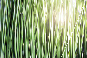 Sun breaks through synthetic green vertical grass-like reed