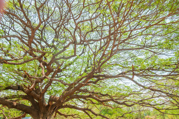 Huge rain tree in Kanchanaburi, Thailand No.1