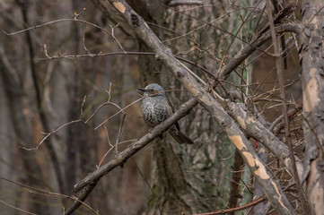 brown-eared bulbul,Hypsipetes amaurotis