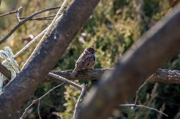 tree sparrow,Passer montanus
