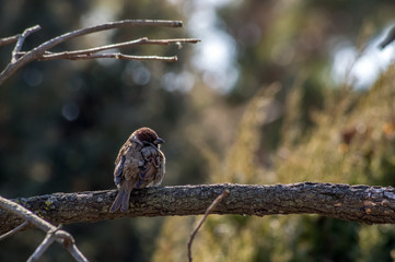 tree sparrow,Passer montanus