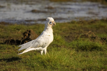 Little corella in the wetlands, Yellow Water, Kakadu National Park, Australia