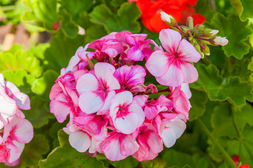 Group of pink and white blossoms bloom in a wild