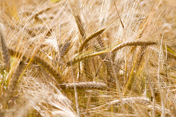 Golden Wheat Crop  