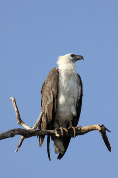 Close up of an White bellied sea eagle,Y ellow Water, Kakadu National Park, Australia