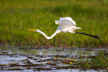 Great egret flying over the wetland, Yellow Water, Kakadu National Park, Australia