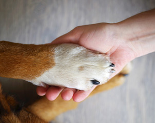 Dog paws and human hand close up, top view. Conceptual image of friendship, trust, love, the help...