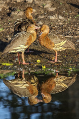 Couple of Plumed whistling ducks in love in the warm evening light with reflections, Yellow Water, Kakadu National Park, Australia