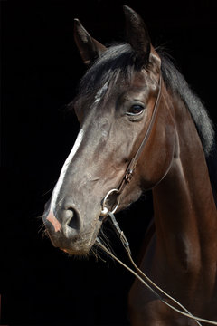 Art portrait of beautiful breed sportive stallion at dark background